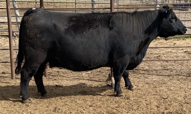Angus Embryos For Sale:  SB10-3272