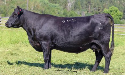 Angus Embryos For Sale:  SB10-3248