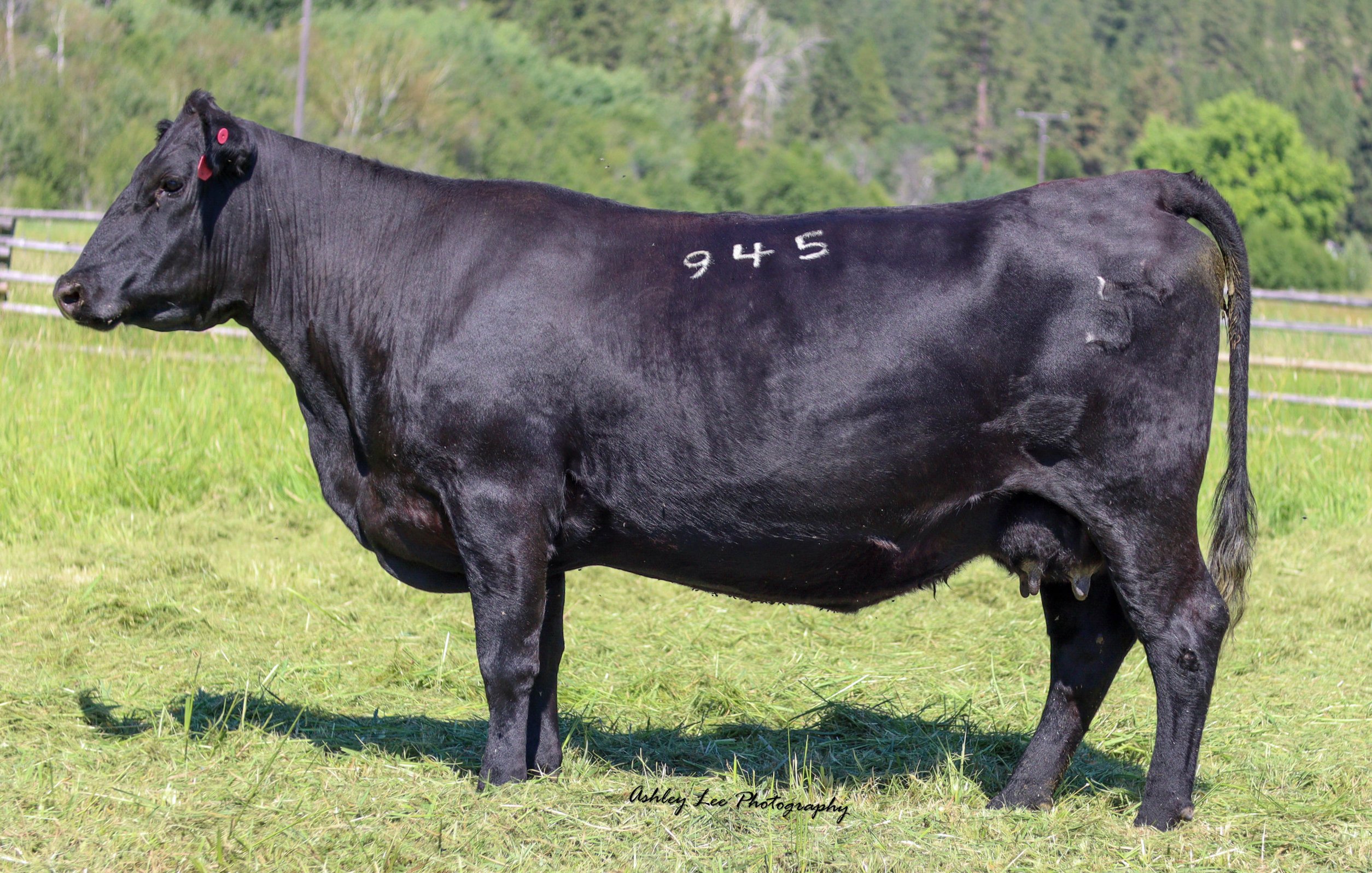 N S R Henrietta Pride 945