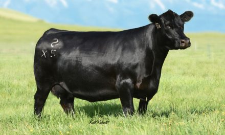 Angus Embryos For Sale:  SB10-3302