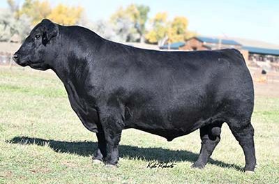 Angus Semen For Sale: SB10-3289