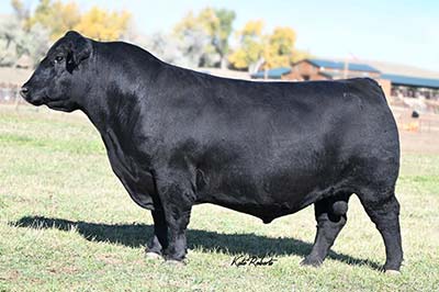 Angus Semen For Sale: SB10-3289