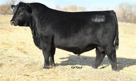 Angus Semen For Sale:  SB10-3236