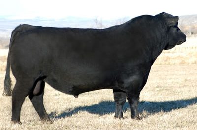 Angus Semen For Sale:  SB10-3238