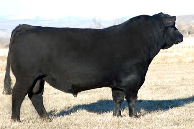 Angus Semen For Sale:  SB10-3238
