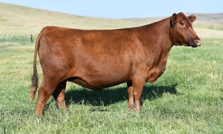 Red Angus Embryos For Sale:  SB10-3244