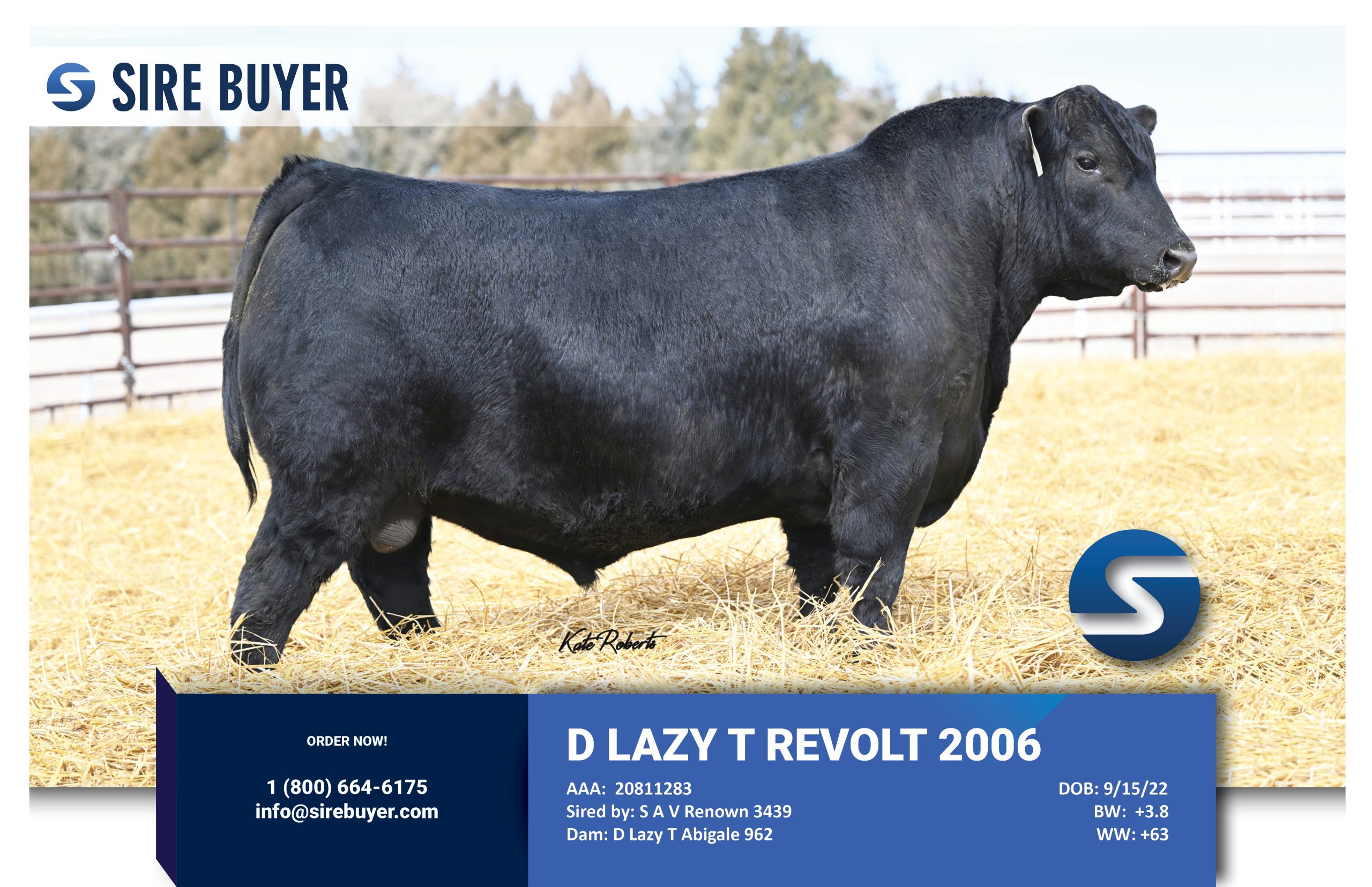 Website - d lazy t revolt 2006
