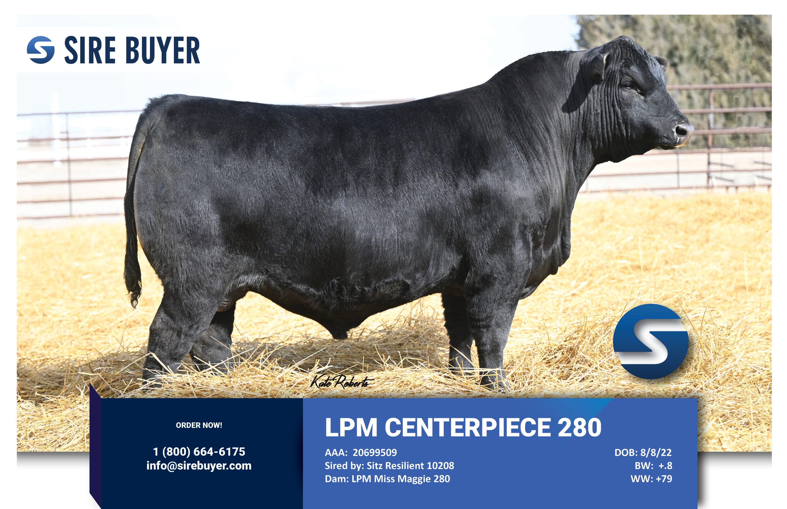Website - lpm centerpiece