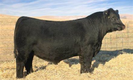 Angus Semen For Sale:  SB10-4677
