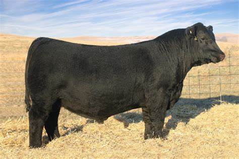 Angus Semen For Sale:  SB10-4677