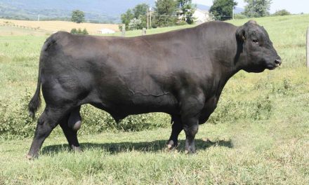 Angus Semen For Sale:  SB10-3246
