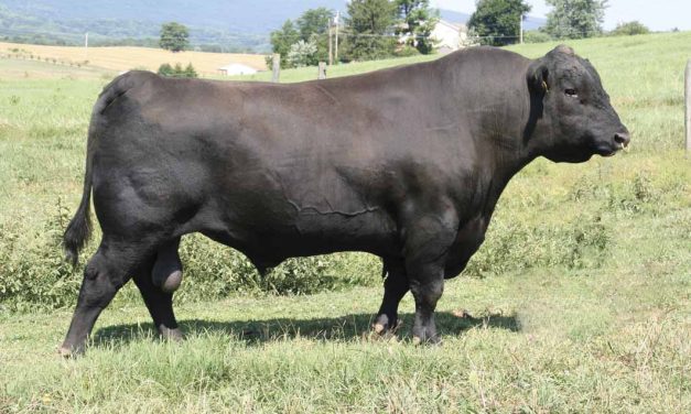Angus Semen For Sale:  SB10-3246