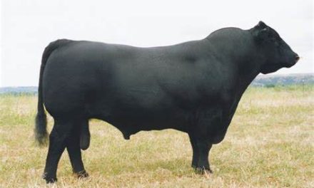 Angus Semen For Sale:  SB10-1671