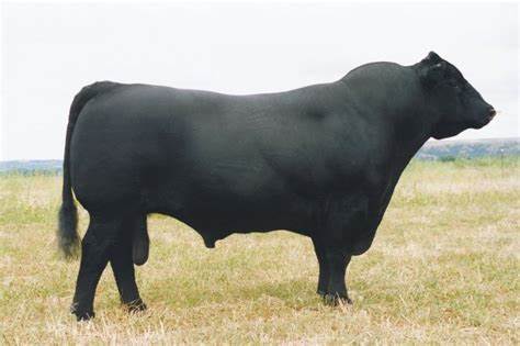 Angus Semen For Sale:  SB10-1671