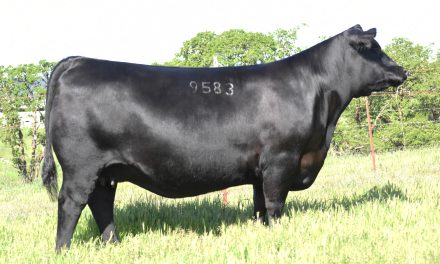 Angus Embryos For Sale:  SB10-3329