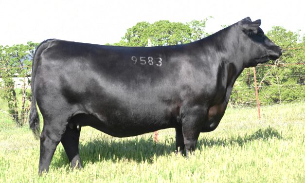 Angus Embryos For Sale:  SB10-3329