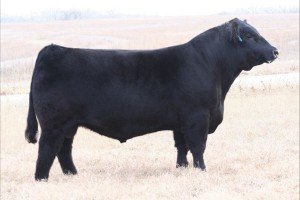 Angus Semen For Sale:  SB10-3324