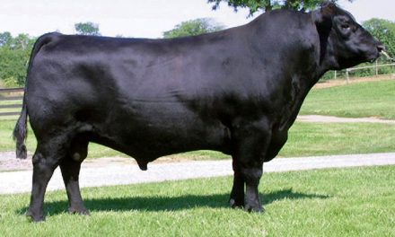 Angus Semen Wanted:  SB10-3314
