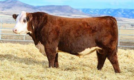 Hereford Embryos For Sale:  SB10-3342