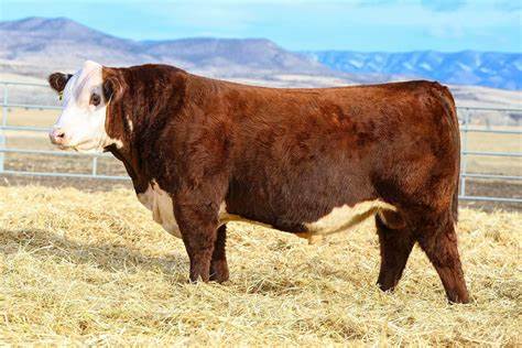 Hereford Embryos For Sale:  SB10-3342
