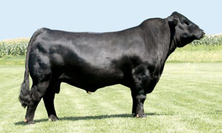 Simmental Semen For Sale:  SB10-4067