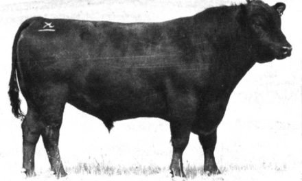 Angus Semen Wanted:  SB10-3345