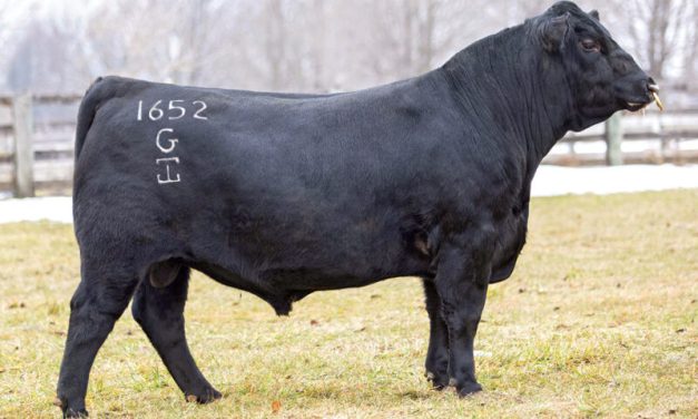 Angus Semen For Sale:  SB10-3357