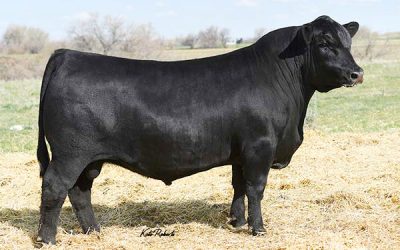 Angus Semen For Sale:  SB10-3340