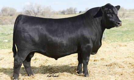 Angus Semen For Sale:  SB10-3911