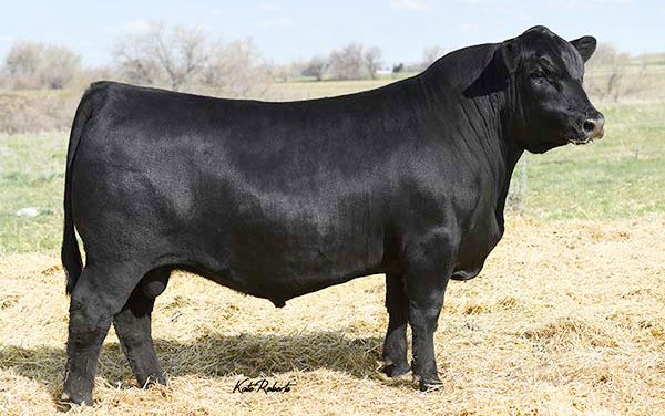 Angus Semen For Sale:  SB10-3340