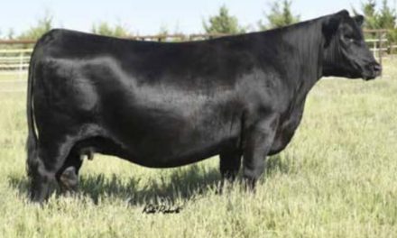 Angus Embryos For Sale:  SB10-3346