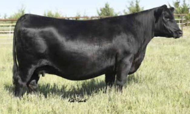 Angus Embryos For Sale:  SB10-3346