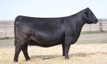 Angus Embryos For Sale:  SB10-3308