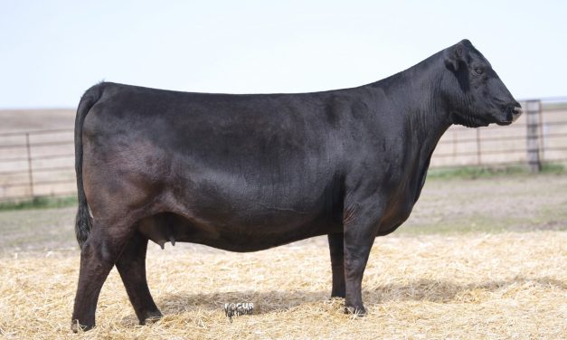Angus Embryos For Sale:  SB10-3308