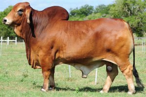 SRSMrTroubador9331