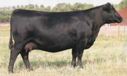 Angus Embryos For Sale:  SB10-3333