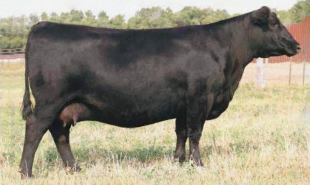 Angus Embryos For Sale:  SB10-3333