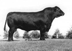 Angus Semen For Sale:  SB10-3320