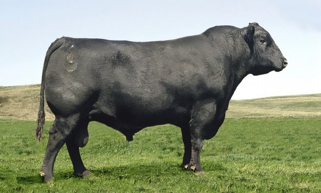 Angus Semen For Sale:  SB10-2033