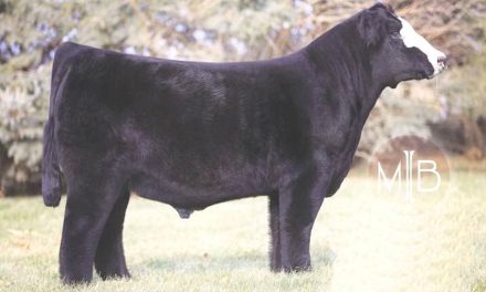 Club Calf Semen For Sale:  SB10-3332