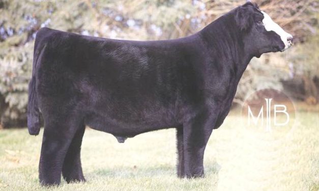 Club Calf Semen For Sale:  SB10-3332