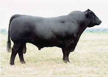 Angus Semen For Sale:  SB10-2521