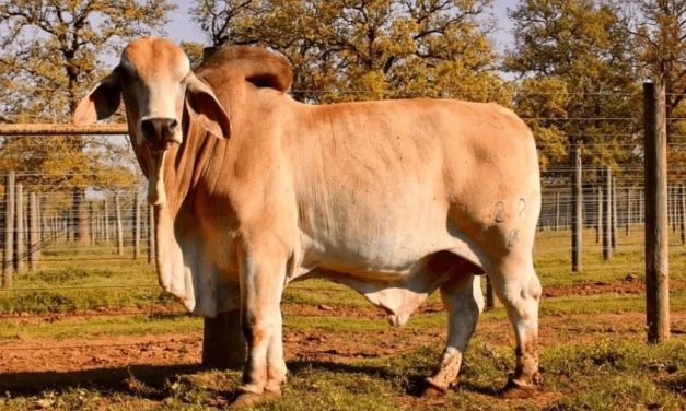 Brahman Semen For Sale:  SB10-3326