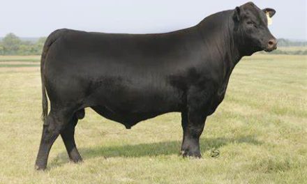 Angus Semen For Sale:  SB10-3365