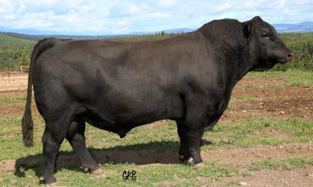 Angus Semen For Sale:  SB10-3965