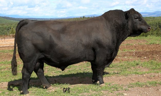 Angus Semen For Sale:  SB10-3922
