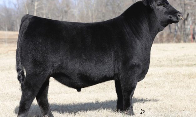 Angus Semen For Sale:  SB10-3348