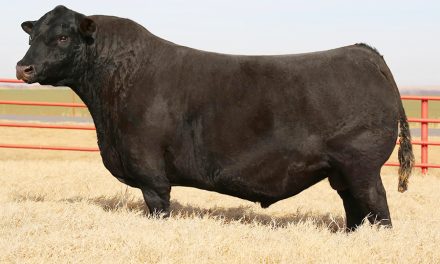 Angus Semen For Sale:  SB10-3375