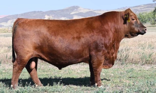 Red Angus Semen Wanted:  SB10-3436