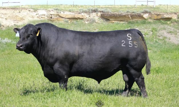 Angus Semen For Sale:  SB10-3375